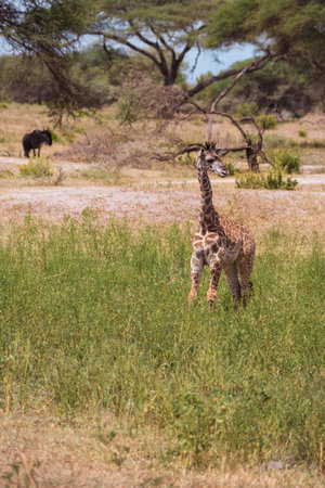 Giraffe looks around in the tall grass in Tarangire National Park, as a wildebeest hangs out in the backgroundの写真素材