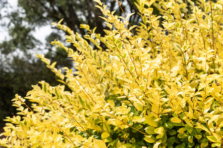 Yellow California Privet growing in a garden during springの写真素材