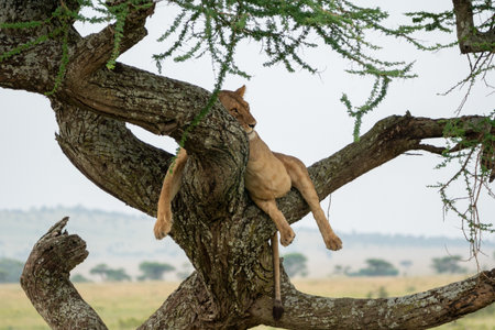 Lion hanging out and relaxing, vibing in a sausage tree - Serengeti National Parkの写真素材