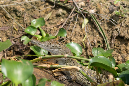 Nile crocodile in the Kazinga Channel of Uganda Africaの写真素材