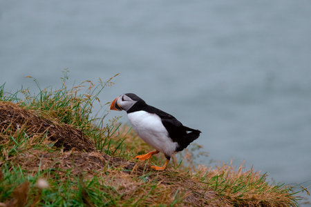 Atlantic Puffin in Iceland heads to the burrow