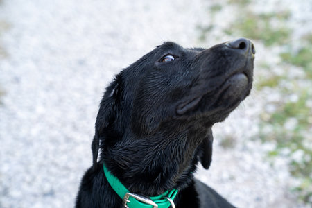 Young black labrador retriever lifts his head, giving the side-eye after getting into troubleの写真素材