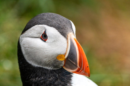 Side portrait of an Altantic Puffin in Icelandの写真素材