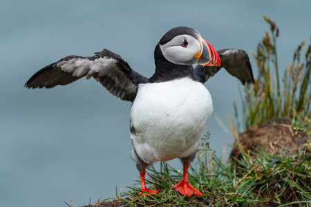 Atlantic Puffin portrait with wings out, ready to fly at BorgarfjÃ¶rÃ°ur eystri, Eastern Icelandの写真素材