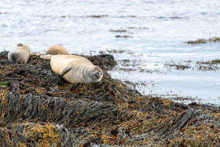Golden seal rests on the rocky cliffs at Ytri Tunga beach in Icelandの写真素材
