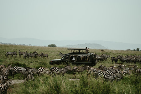 Tanzania, Africa - March 11, 2023: Safari Land Cruiser vehicle surrounded by a herd of zebras. Tourist woman takes photosのeditorial素材