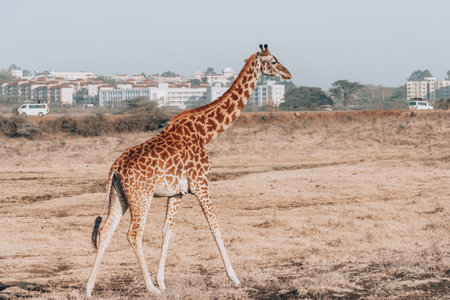 Giraffes in Nairobi National Park Kenya. Skyline in backgroundの写真素材