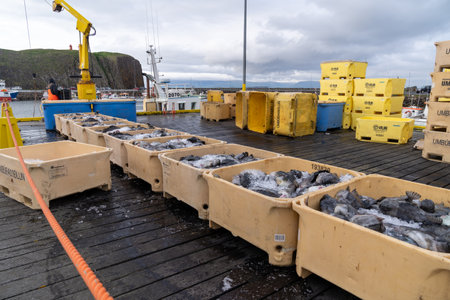 Stykkisholmur, Iceland - June 30, 2023: Atlantic halibut fish freshly caught on the docks from a fishing boat, stored in containers full of iceのeditorial素材