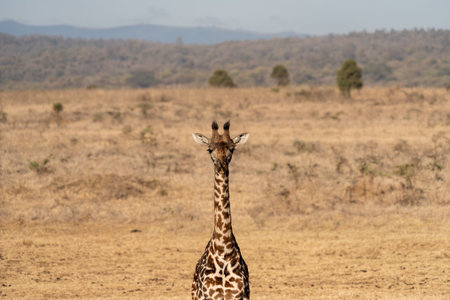 Giraffe portait, head on shot, in Nairobi National Park Kenyaの写真素材