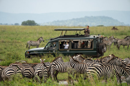 Tanzania, Africa - March 11, 2023: Safari Land Cruiser vehicle surrounded by a herd of zebras. Tourist woman takes photosのeditorial素材