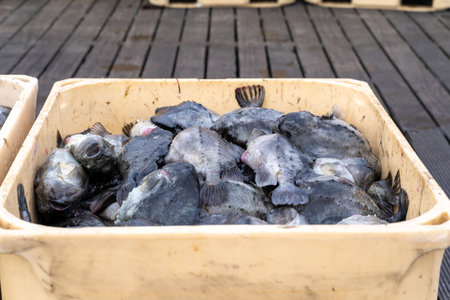 Atlantic halibut fish freshly caught on the docks from a fishing boat, stored in containers full of ice in Icelandの写真素材