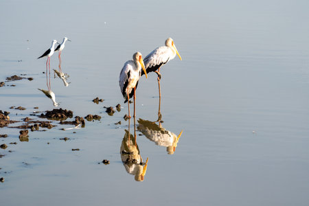 Yellow-billed storks in the calm water in the morning - Nairobi National Park Kenyaの写真素材