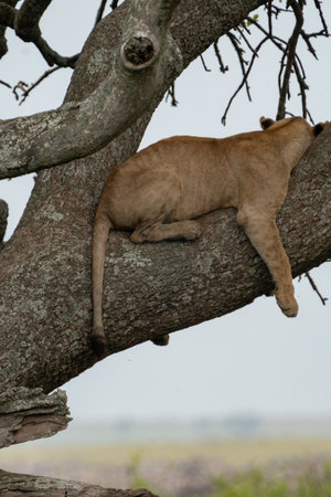 Tree climbing lion sleeps in a sausage tree, back facing away from camera. Tanzania Serengeti National Parkの写真素材