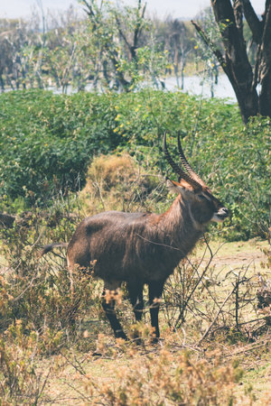 Lake Naivasha waterbuck stands out of his hiding spot, Kenya, Africaの写真素材