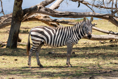Lake Naivasha - Zebra stares down the camera. Fully body shot. Kenya, Africaの写真素材