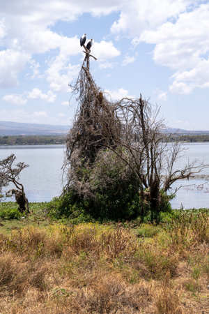 Lake Naivasha - Two African Fish Eagles perched on a large nest on Crescent Islandの写真素材
