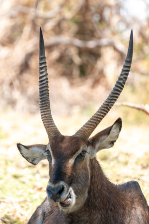 Lake Naivasha - WaterBuck portrait in Kenyaの写真素材