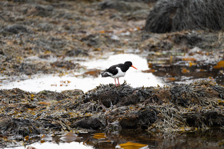 Eurasian Oystercatcher bird looks for food - Ytri Tunga Icelandの写真素材