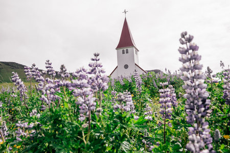 Famous Myrdal church in Vik, Iceland, with purple lupine wildflowersの写真素材