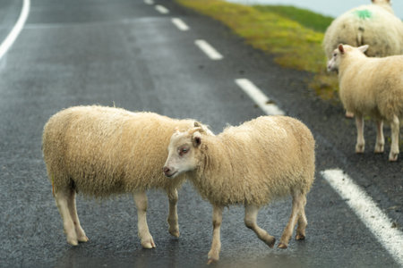 Sheep in the middle of the road in Icelandの写真素材