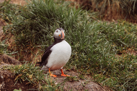 Portrait of an Atlantic Puffin, in Iceland in summer