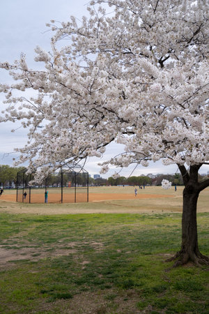 Washington, DC - March 22, 2024: Children play baseball at West Potomoc Park during cherry blossom seasonの写真素材