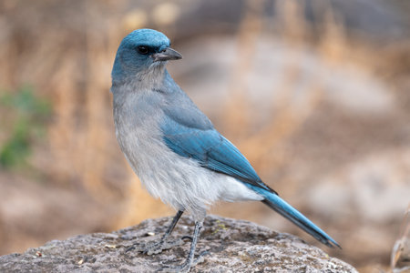 Mexican Jay bird at Chiricahua National Monumentの写真素材