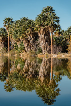 Agua Caliente Regional Park - Tucson Arizonaの写真素材