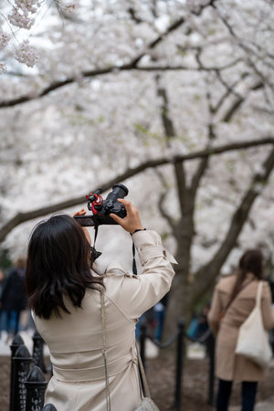 Washington, DC - March 22, 2024: Woman photographs cherry blossoms with a cameraのeditorial素材