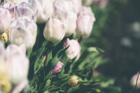 White and purple toned tulips, filling the frame in selective focusの写真素材