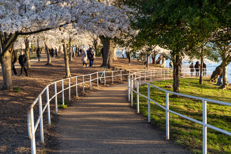 Washington, DC - March 25, 2024: The People enjoy the peak cherry blossom season bloom at the tidal basinのeditorial素材