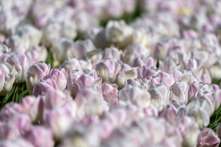 White and purple toned tulips, filling the frame in selective focusの写真素材