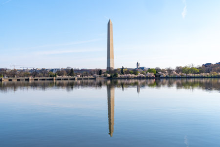 Washington Monument, fully reflected on the tidal basin, during cherry blossom seasonの写真素材