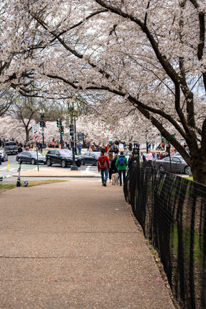 Washington, DC - March 22, 2024: Crowds of tourists out enjoying the Cherry Blossoms blooming around the tidal basinのeditorial素材