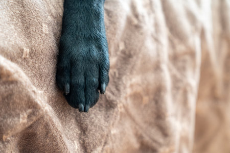 Close up of a single paw leg of a black labrador retriever dogの写真素材