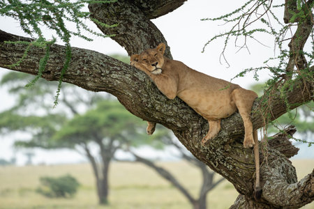 Tree climbing lion, sleeping in a tree. Serengeti National Parkの写真素材