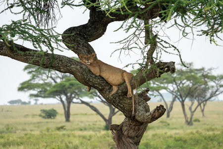 Tree climbing lion, sleeping in a tree. Serengeti National Parkの写真素材