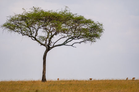 Umbrella Thorn tree in the Maasai Mara Reserve, Kenya East Africaの写真素材