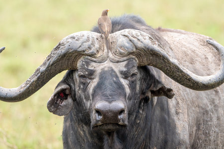Cape Buffalo in Serengeti National Park Tanzania - bird on head
