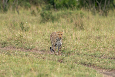 Leopard walks through the tall grass, Masaai Mara Kenya Africaの写真素材