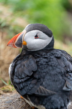 Puffin portrait, Borgarfjodur eystri Icelandの写真素材
