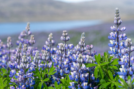 Beautiful purple lupine in the summer sunshineの写真素材