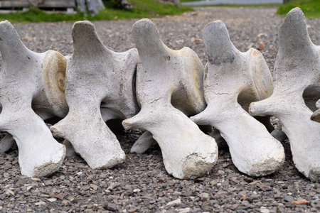 Bones of a whale vertebrae in Iceland, on the coast