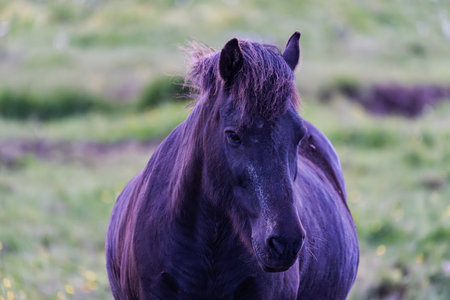 Icelandic horse in a meadow in Icelandの写真素材