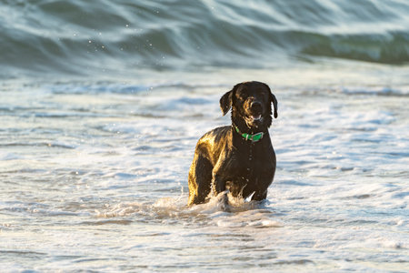 Black Labrador Retriever dog at the beach, playing and frolicking in the surf and sand. Outer Banks,...
