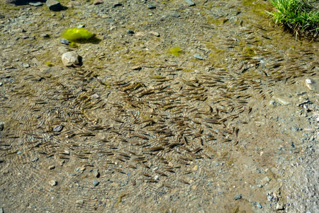 Tons of minnows swimming in the waters of Stellisee Lake, Switzerland