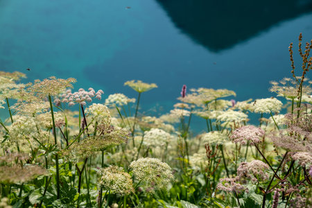Masterwort, which is a species of Imperatoria, wildflowers grow next to a lake in Switzerlandの写真素材