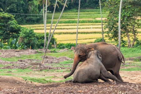 Elephants in Pinnawela Elephant Orphanage, Sri Lankaの写真素材