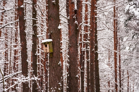 Feeder on the tree in winter の写真素材