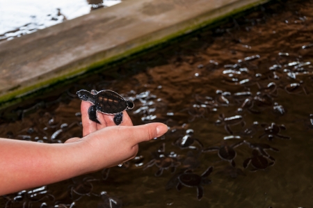 Newly hatched baby turtle in human hand の写真素材